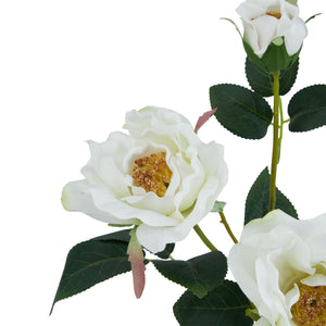 The Natural Garden Collection White Tea Rose_5727
