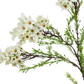 The Natural Garden Collection White Waxflower_5730