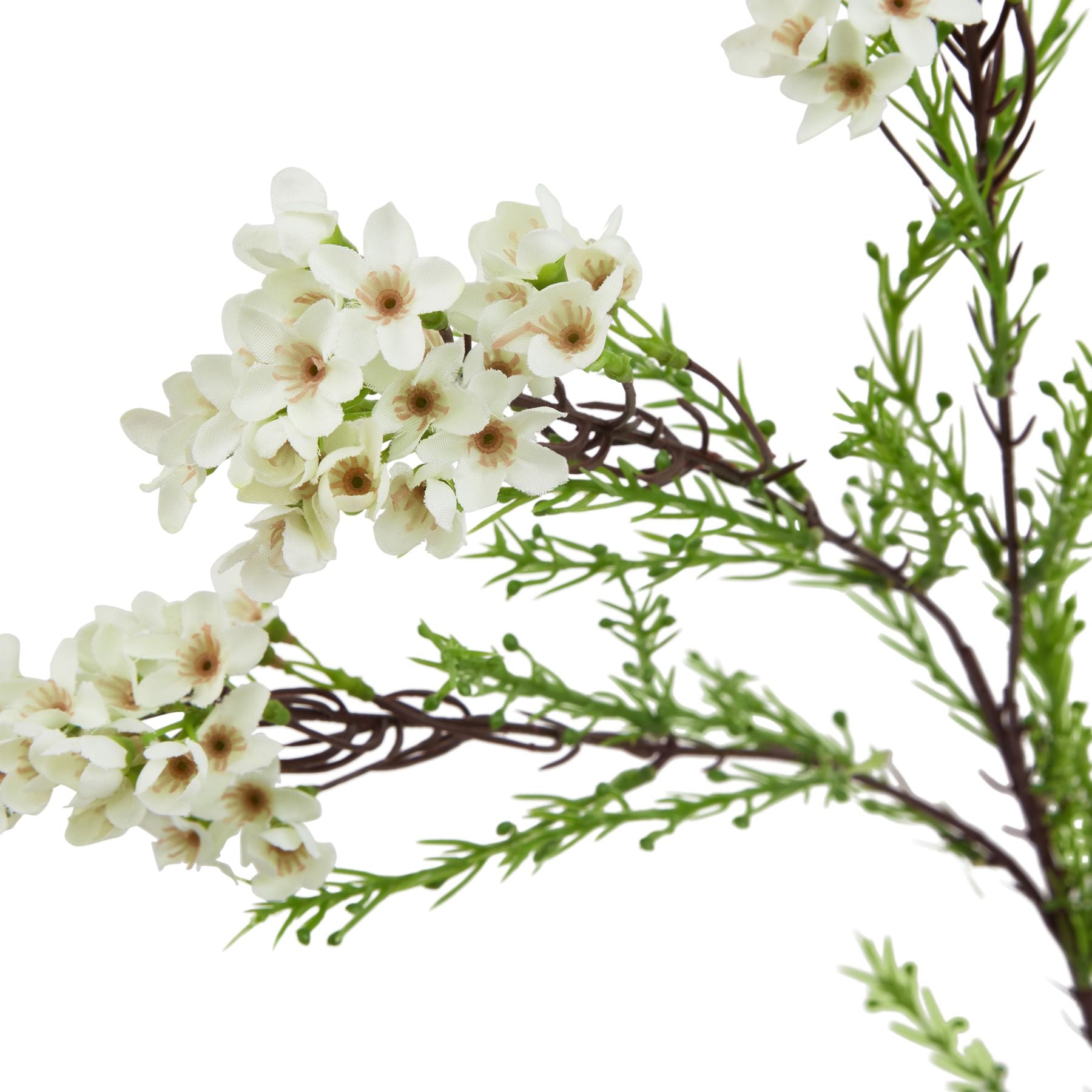 The Natural Garden Collection White Waxflower_5730