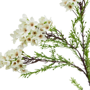 The Natural Garden Collection White Waxflower_5730