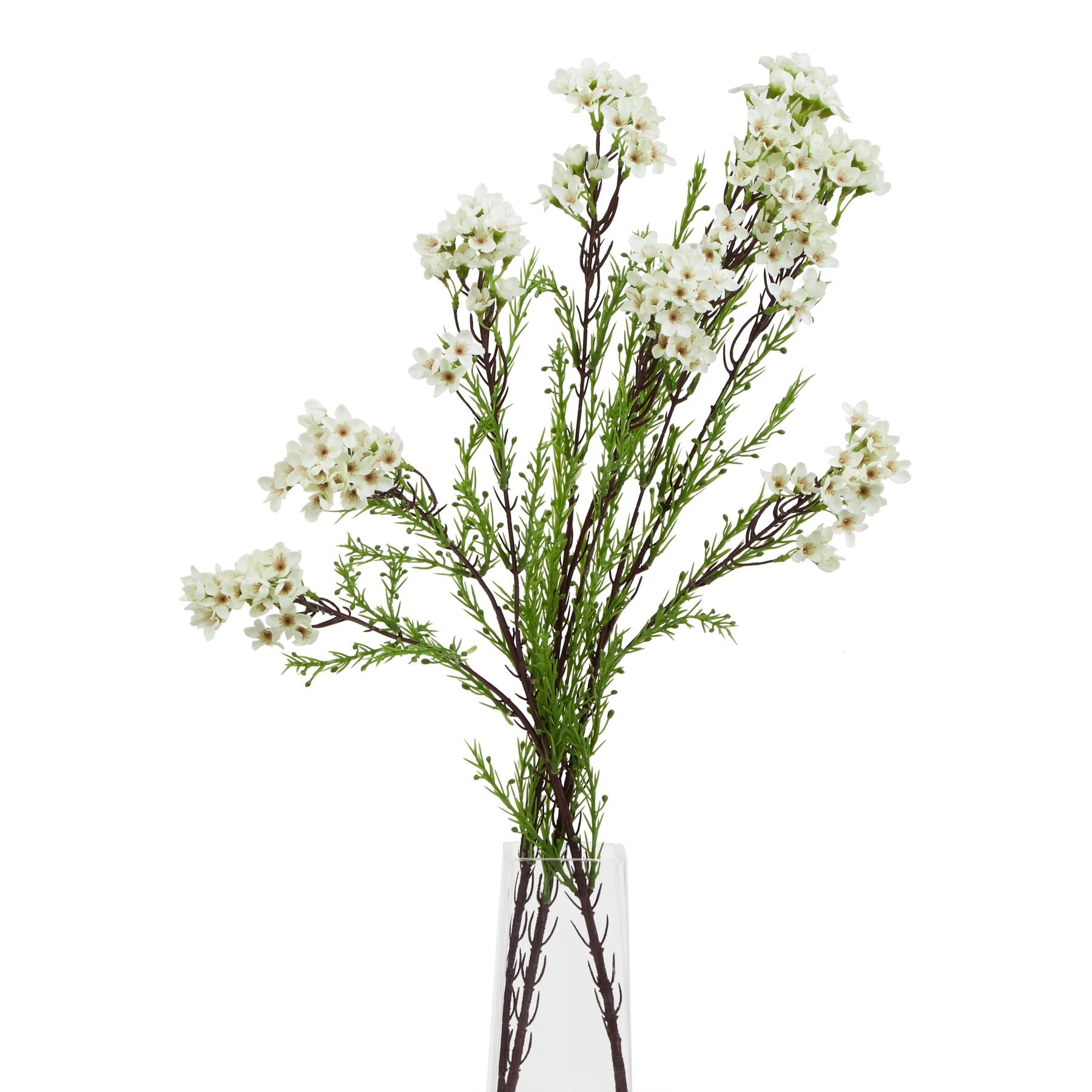 The Natural Garden Collection White Waxflower_5731