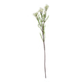 The Natural Garden Collection White Waxflower_5729