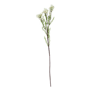 The Natural Garden Collection White Waxflower_5729