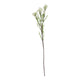 The Natural Garden Collection White Waxflower_5729