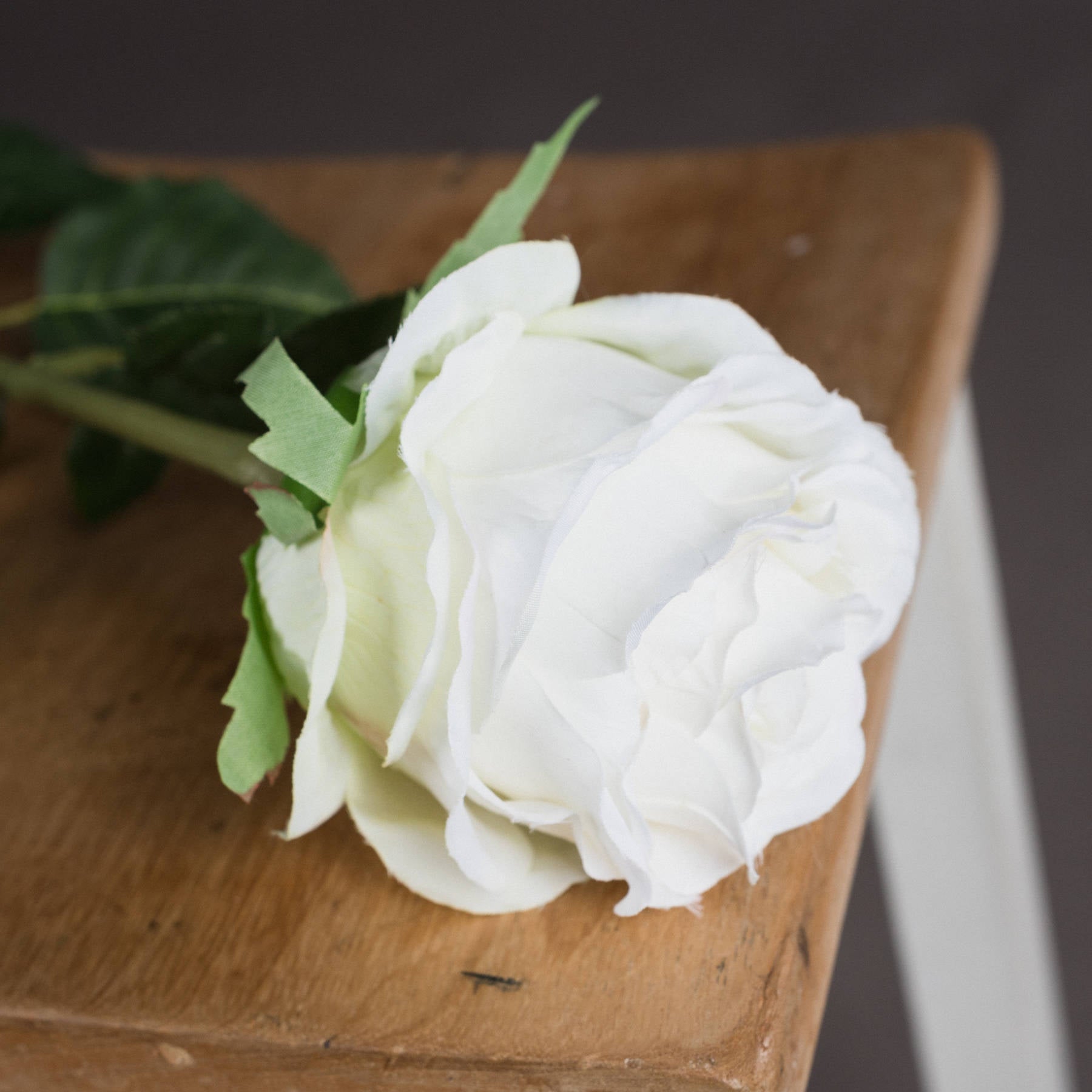 Traditional White Rose_5744
