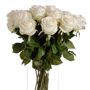 Traditional White Rose_5745