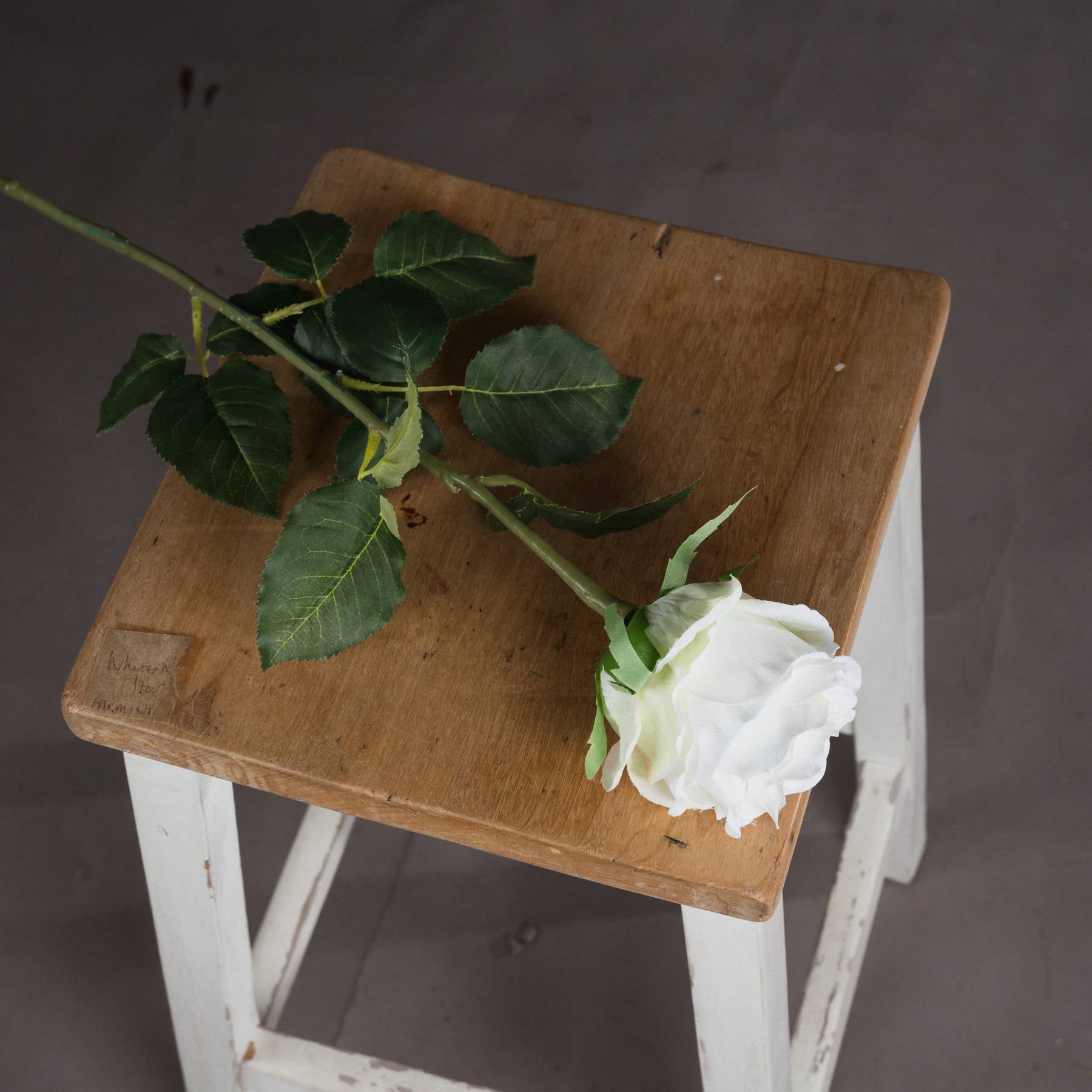 Traditional White Rose_5743