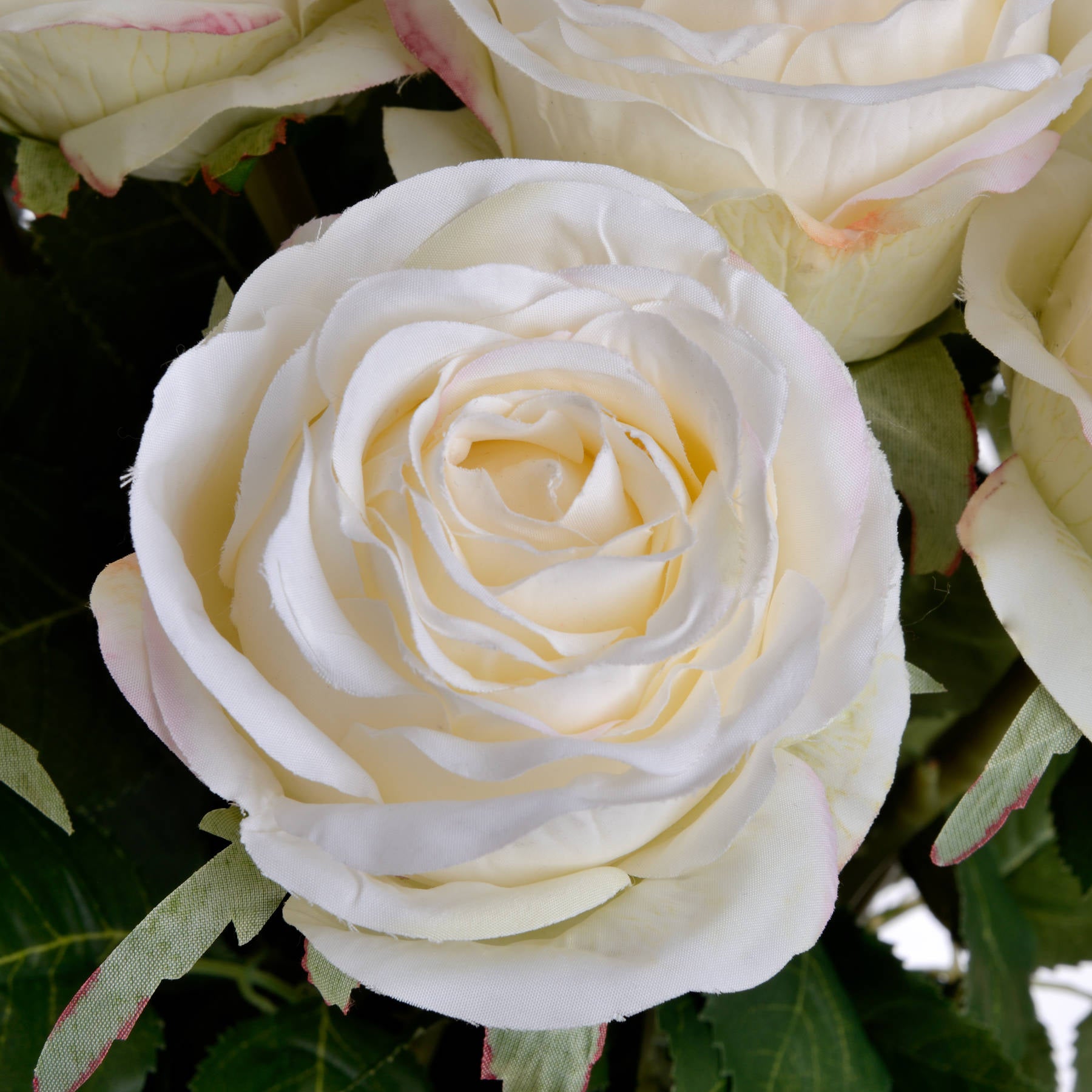 Traditional White Rose_5746