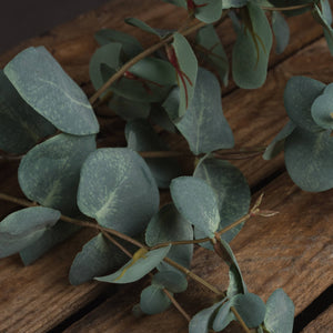Variegated Eucalyptus_5752