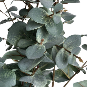 Variegated Eucalyptus_5754