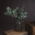 Variegated Eucalyptus_5750