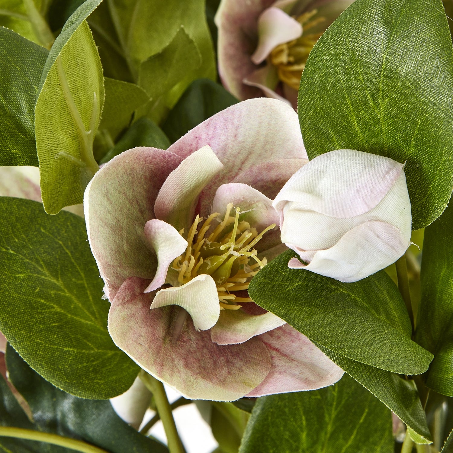 Variegated Pink Hellebore Plant In Grey Pot_5773