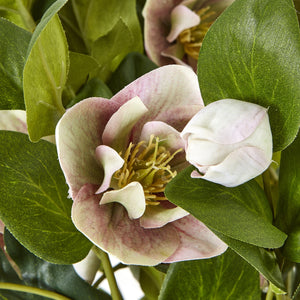 Variegated Pink Hellebore Plant In Grey Pot_5773