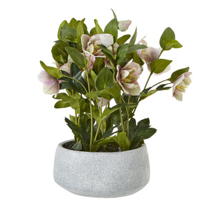 Variegated Pink Hellebore Plant In Grey Pot_5769