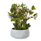 Variegated Pink Hellebore Plant In Grey Pot_5769