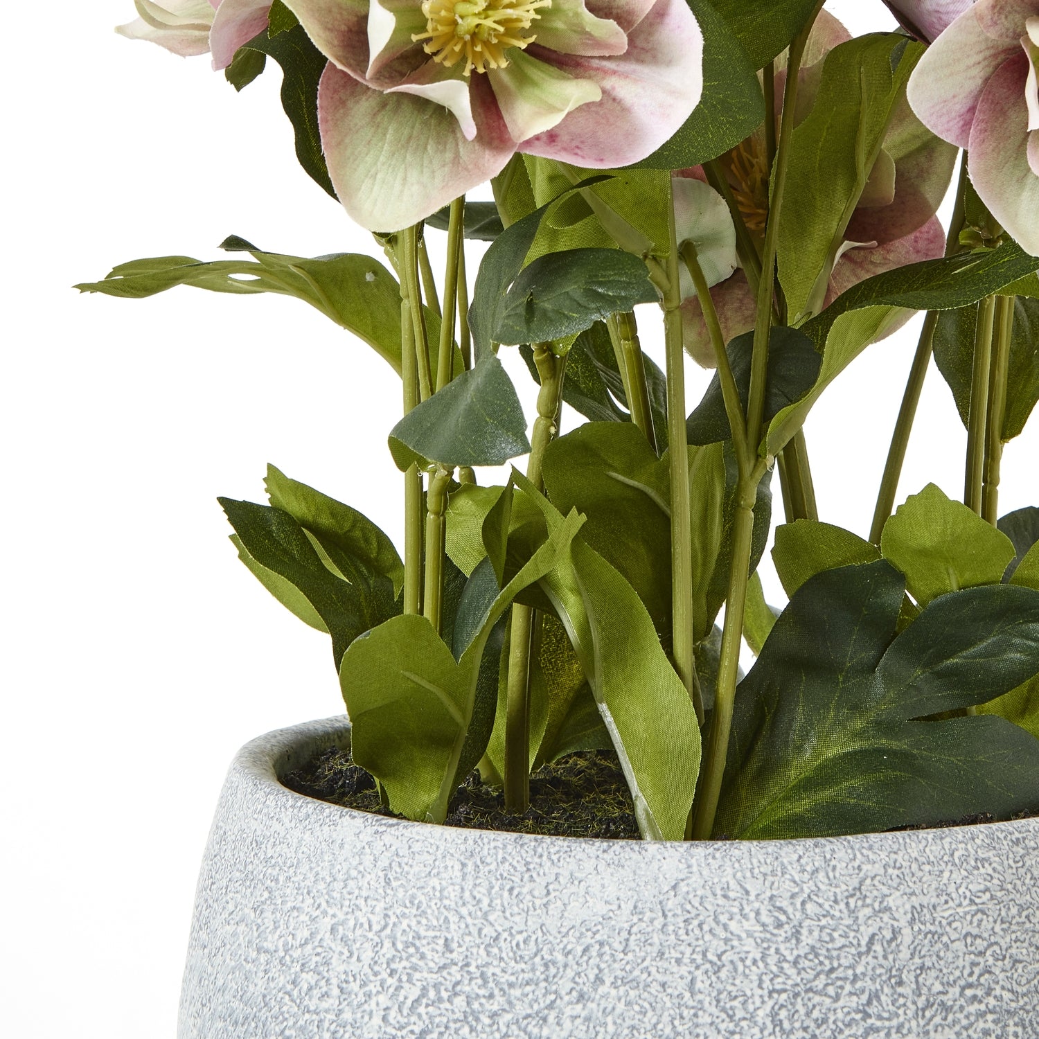 Variegated Pink Hellebore Plant In Grey Pot_5772