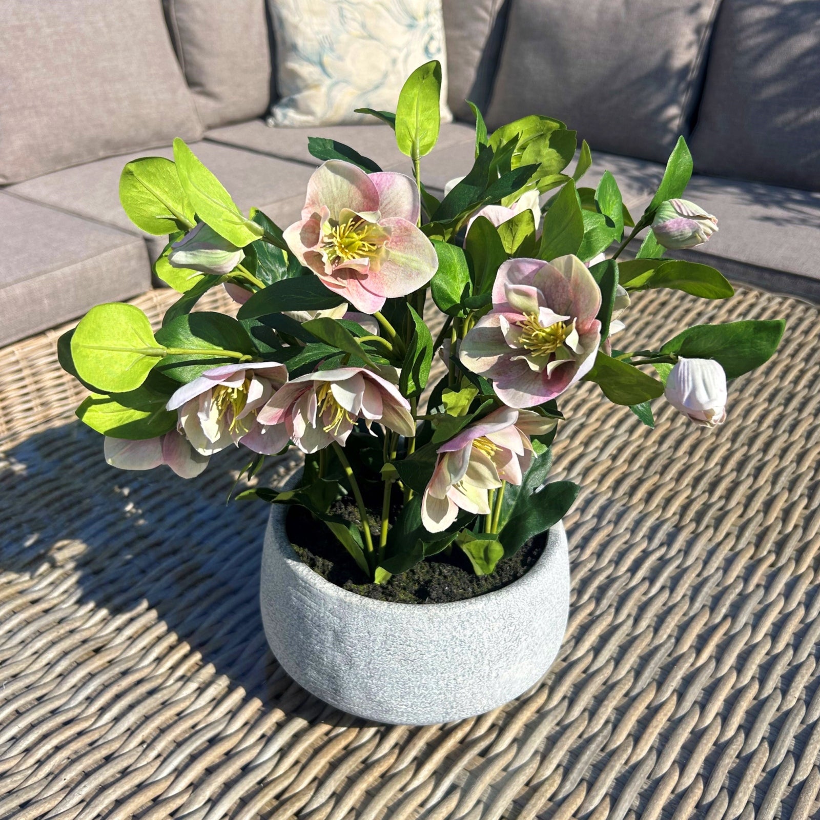 Variegated Pink Hellebore Plant In Grey Pot_5771