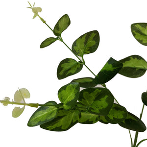 Variegated Leaf Spray_5759