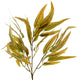Variegated Long Leaf Eucalyptus Spray_5761