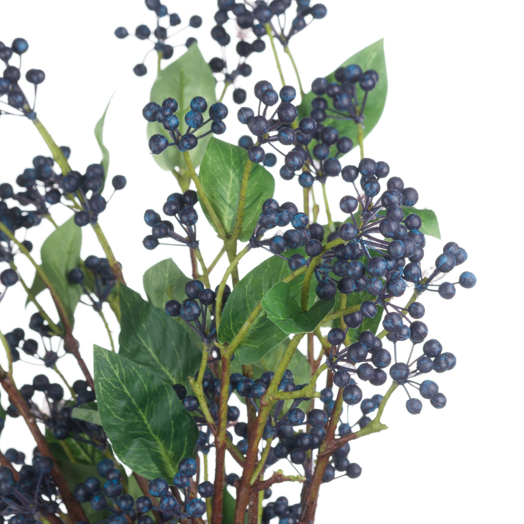 Viburnum Berry_5778