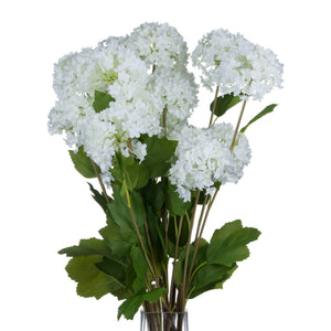 Viburnum Opulus_5782