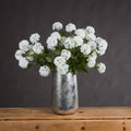 Viburnum Opulus_5779