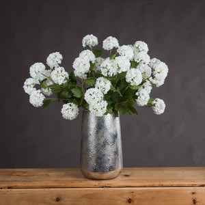 Viburnum Opulus_5779