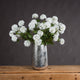 Viburnum Opulus_5779