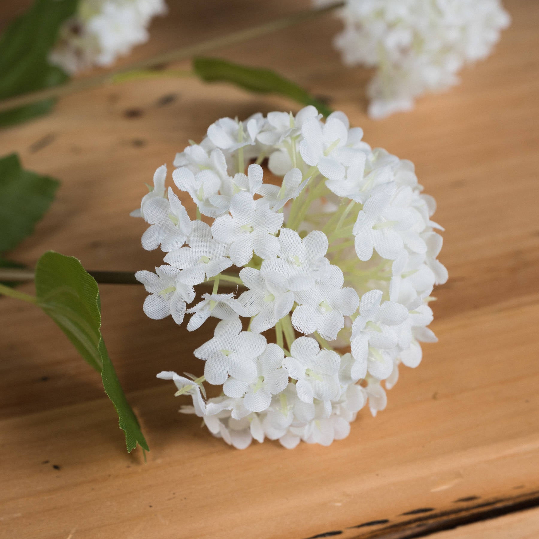Viburnum Opulus_5781