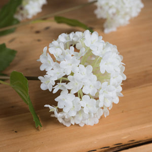 Viburnum Opulus_5781