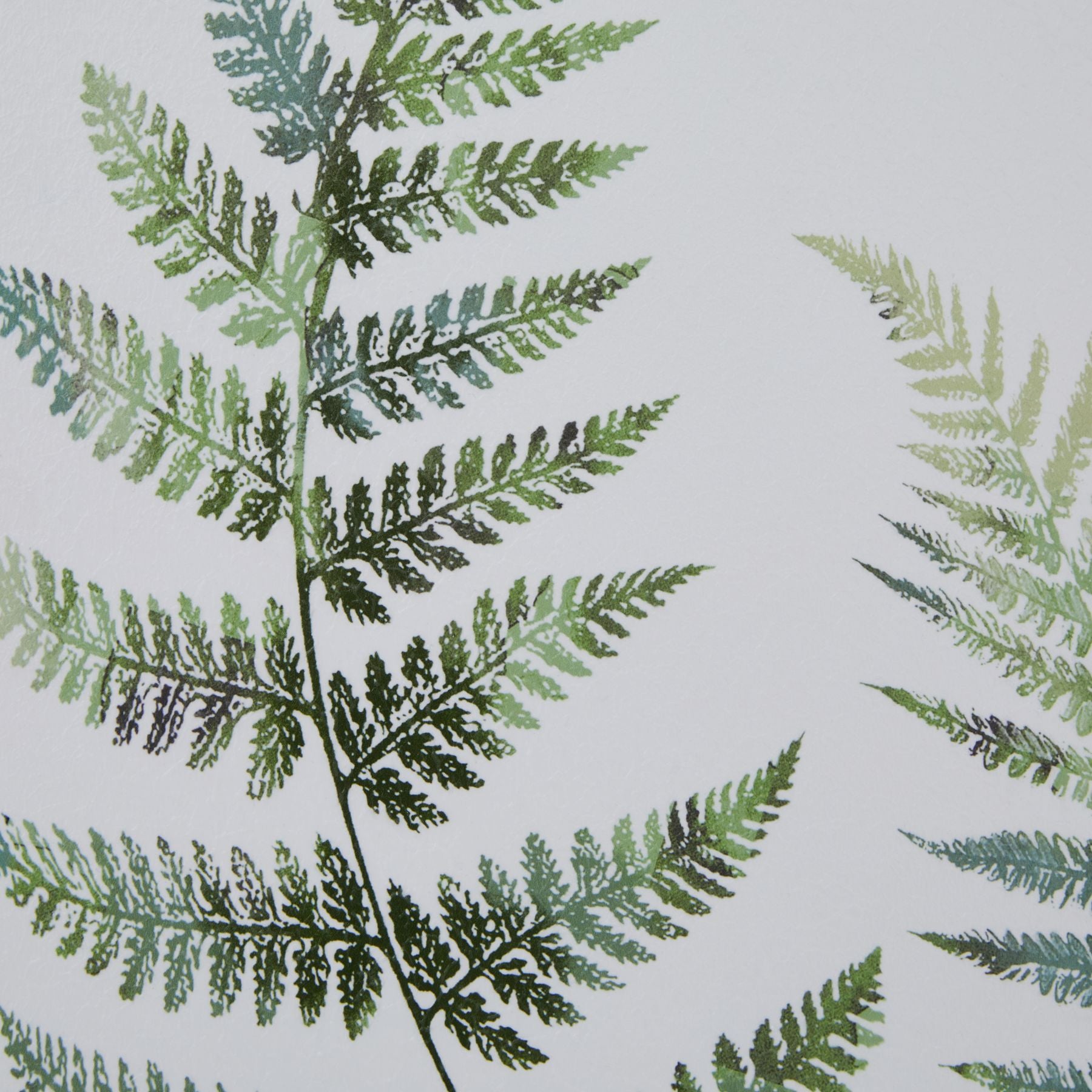 Watercolour Fern Duo In Washed Wood Frame_3943