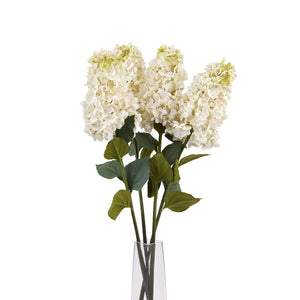 White  Spear Hydrangea_5788