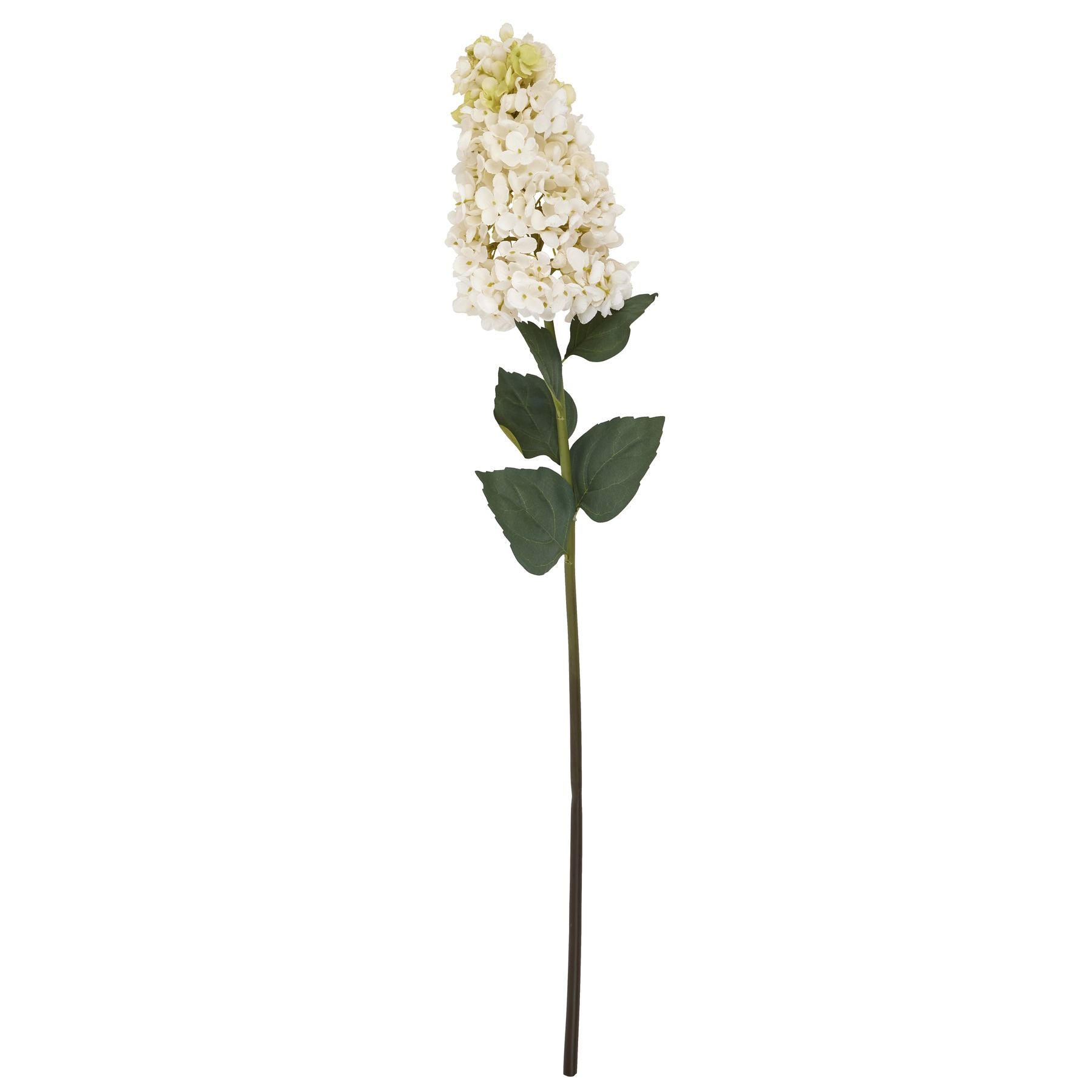 White  Spear Hydrangea_5787