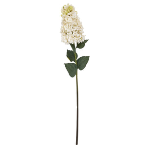 White  Spear Hydrangea_5787