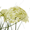White Allium Plant In Pot_5797
