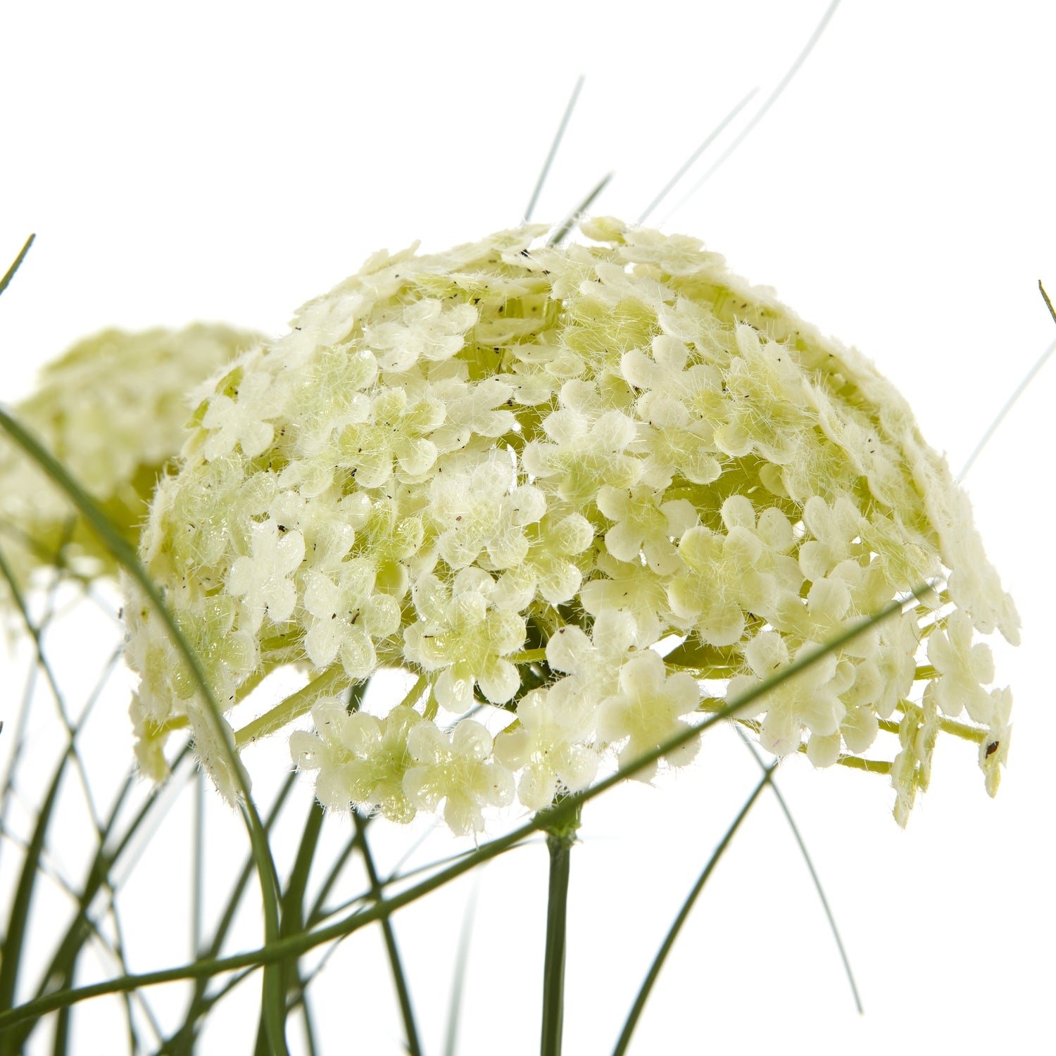 White Allium Plant In Pot_5797