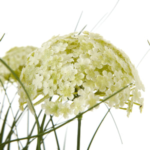 White Allium Plant In Pot_5797