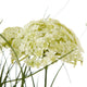 White Allium Plant In Pot_5797
