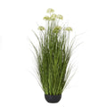 White Allium Plant In Pot_5796