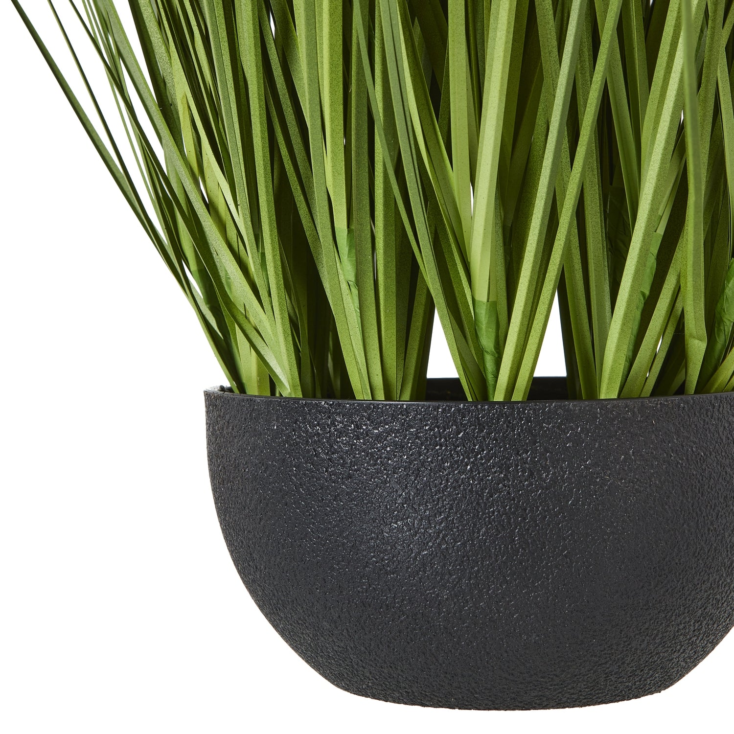 White Allium Plant In Pot_5799