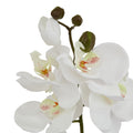 White Butterfly Orchid Stem_5809