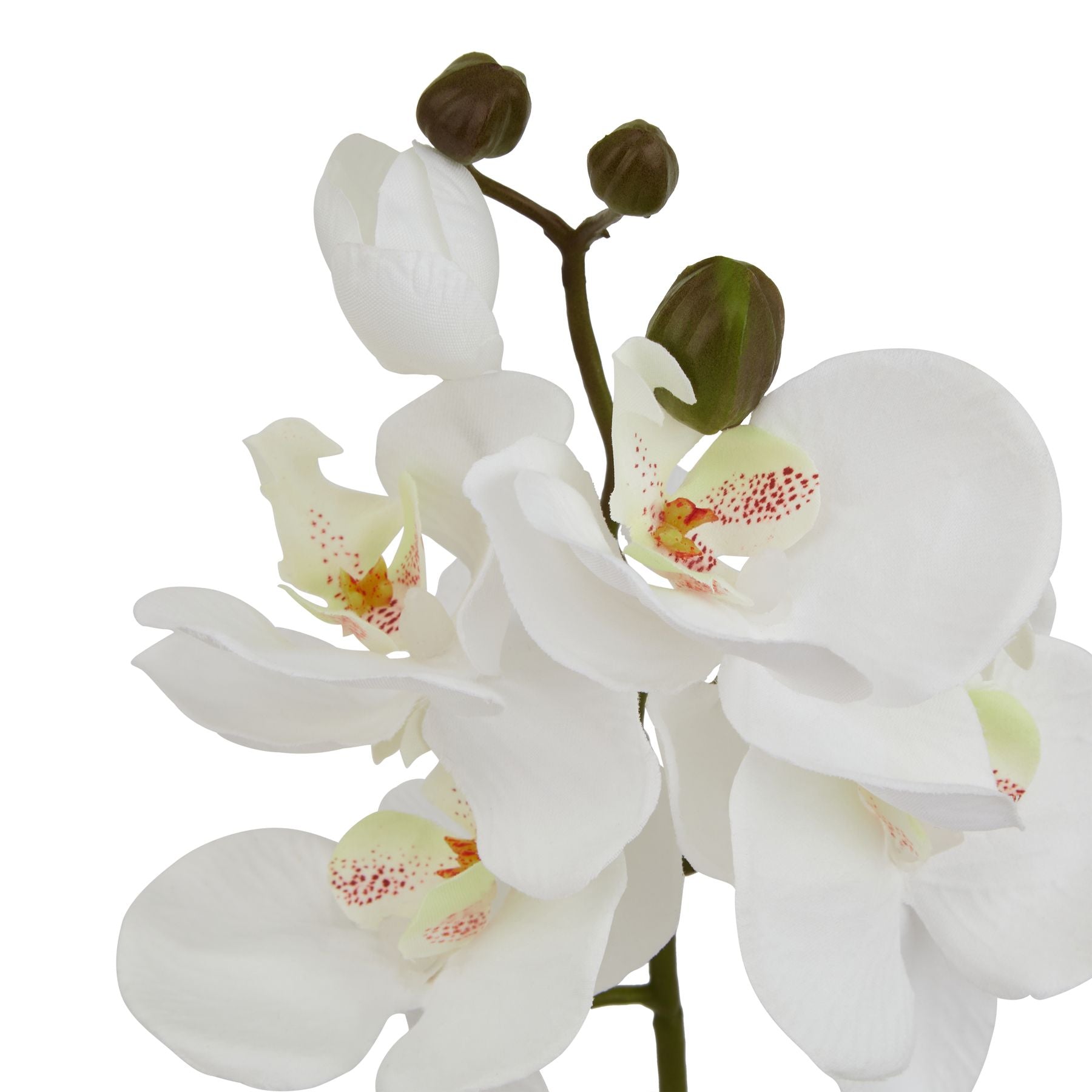 White Butterfly Orchid Stem_5809
