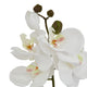 White Butterfly Orchid Stem_5809