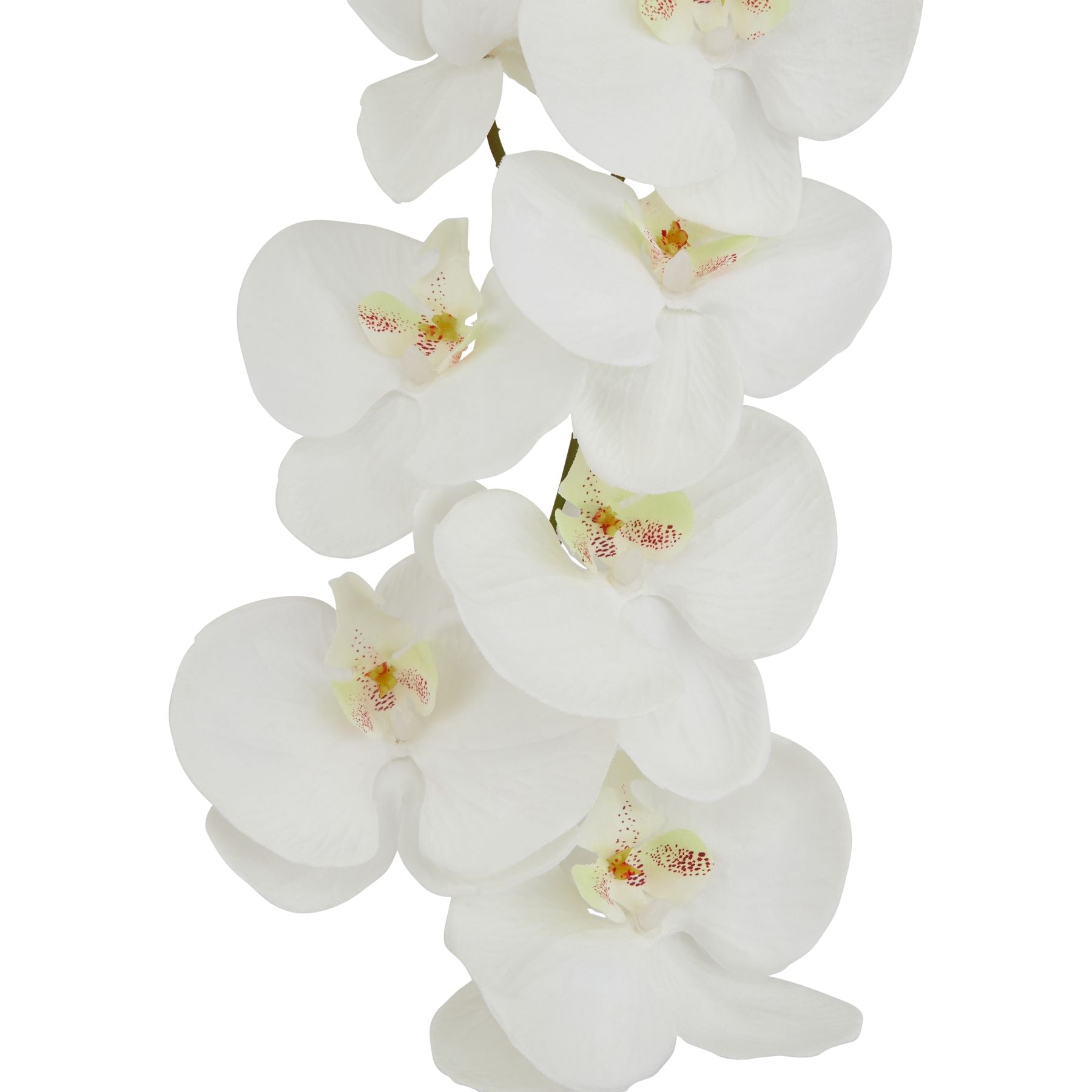 White Butterfly Orchid Stem_5591