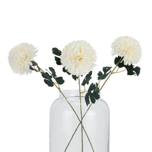 White Chrysanthemum_5817