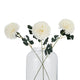 White Chrysanthemum_5817