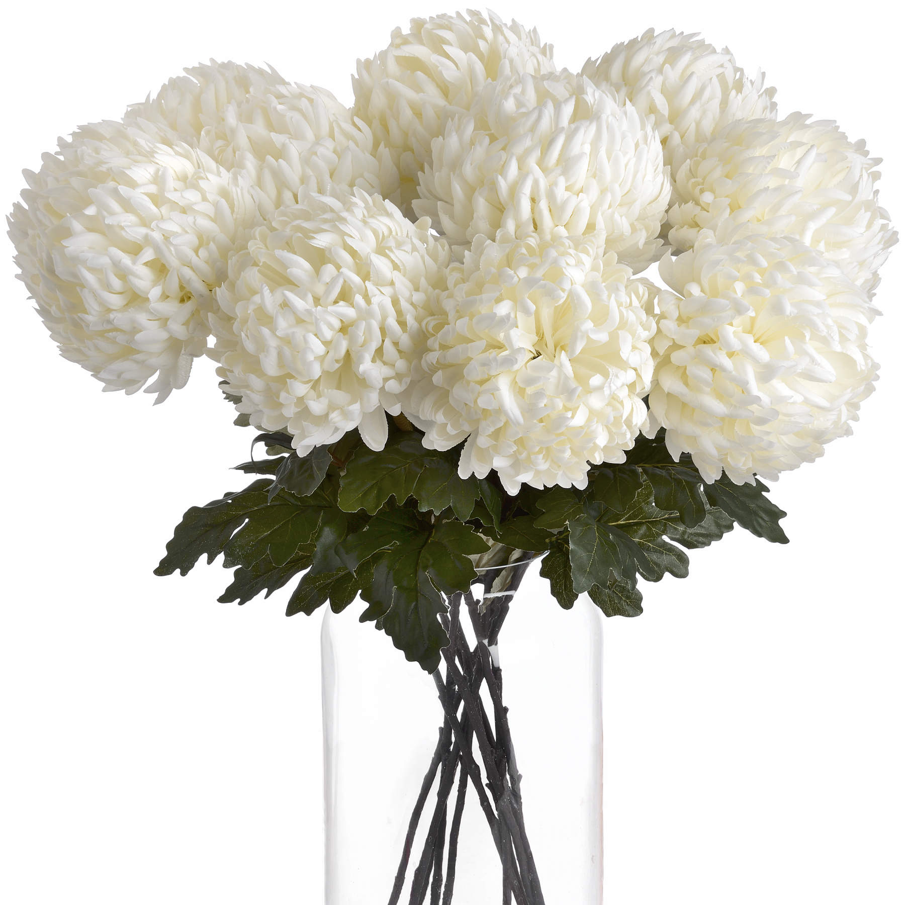 White Chrysanthemum_5116