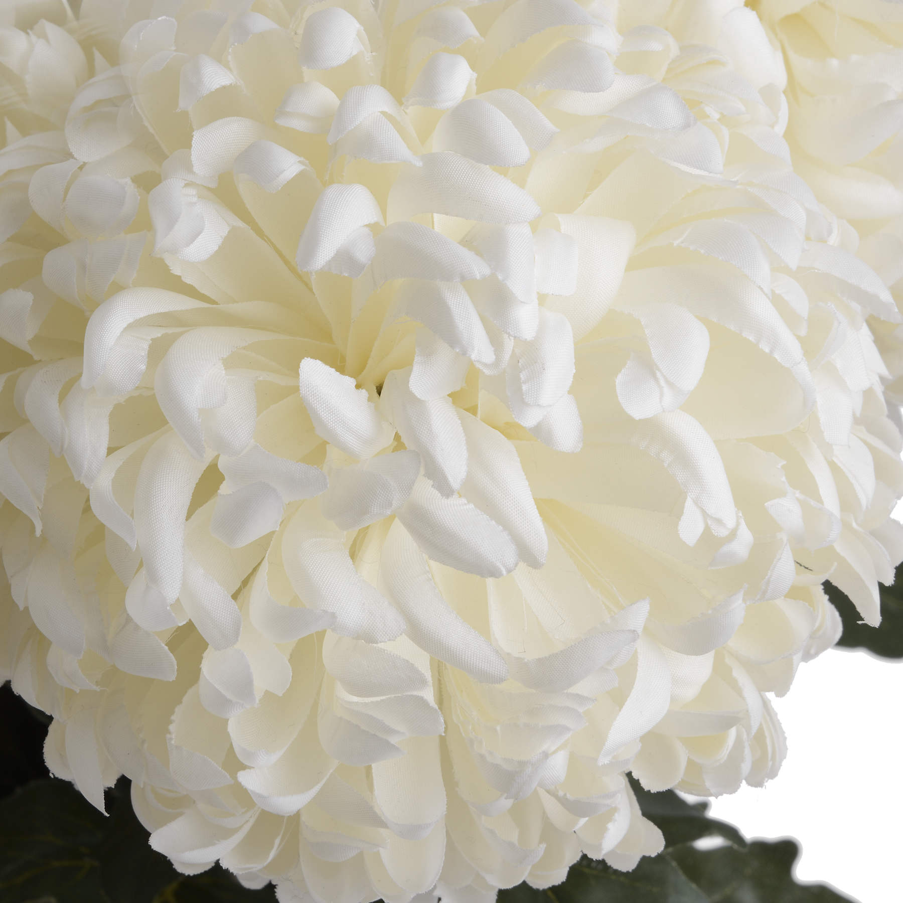 White Chrysanthemum_5118