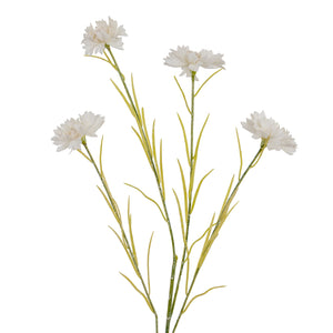 Blue Cornflower Stem_5818