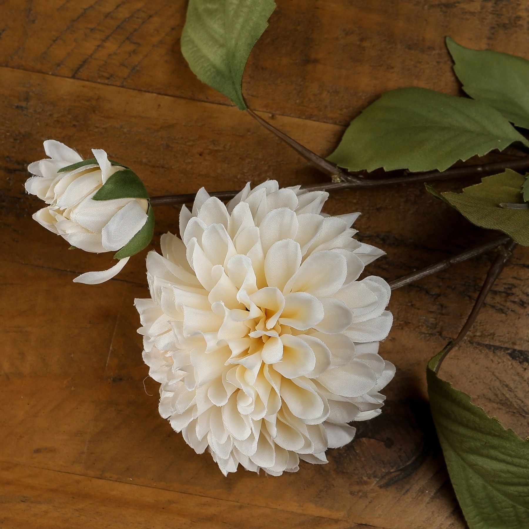 White Dahlia Stem_5826